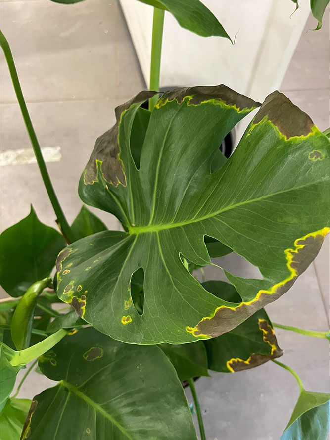 Brune blader monstera